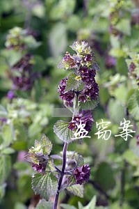 盗窃案法律意见书
