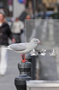 盗窃法院判刑多长时间 盗窃法院判刑多长时间