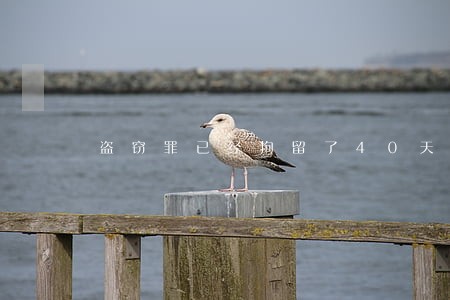 盗窃罪已经拘留了40天了 盗窃罪已经拘留了40天了