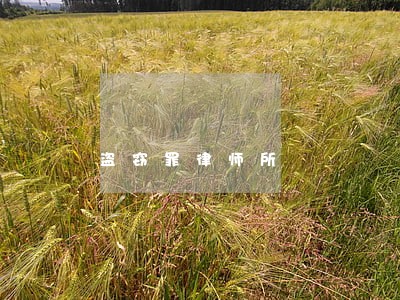 盗窃罪律师所