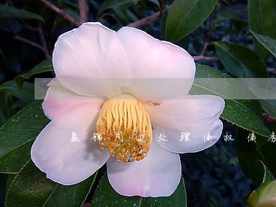 盘锦周边处理债权债务律师 盘锦周边处理债权债务律师