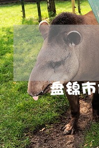 盘锦市债务律师哪个好