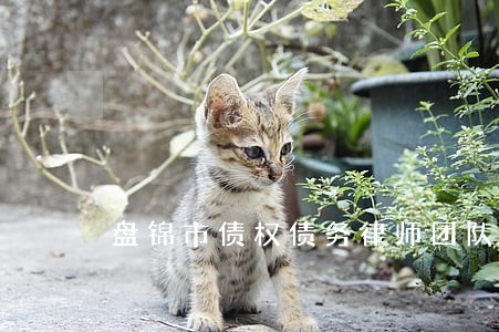 盘锦市债权债务律师团队 盘锦市债权债务律师团队