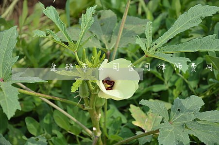 盘锦市公司合同律师费用咨询 盘锦市公司合同律师费用咨询