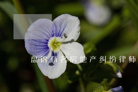 盘锦有名房地产纠纷律师