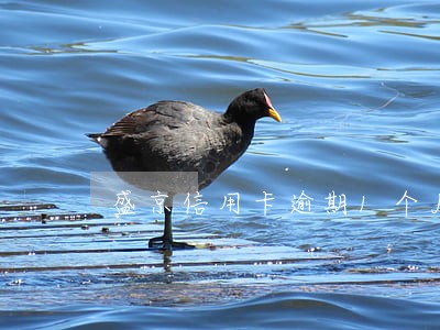 盛京信用卡逾期1个月 盛京信用卡逾期1个月
