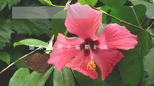 盛京信用卡逾期8天 盛京信用卡逾期8天