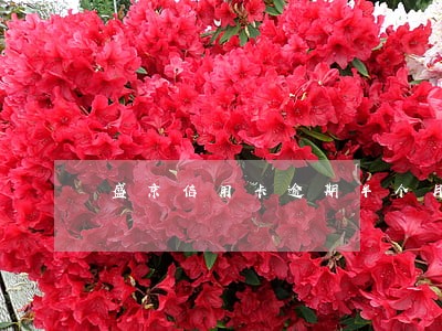 盛京信用卡逾期半个月