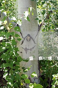 盛京信用卡逾期还能用吗