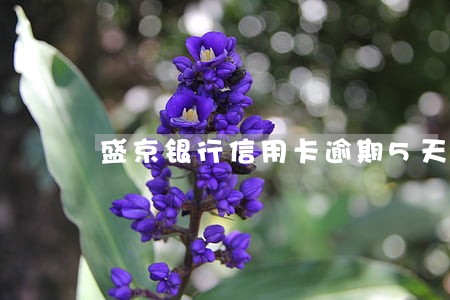 盛京银行信用卡逾期5天 盛京银行信用卡逾期5天