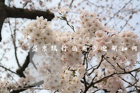 盛京银行信用卡逾期如何处理 盛京银行信用卡逾期如何处理