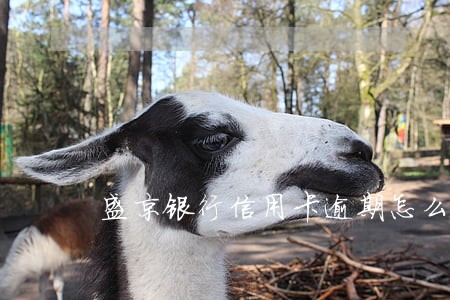 盛京银行信用卡逾期怎么协商 盛京银行信用卡逾期怎么协商