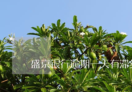 盛京银行逾期一天有滞纳金吗 盛京银行逾期一天有滞纳金吗