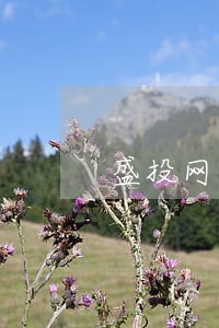 盛投网芝麻小钱逾期不还了 盛投网芝麻小钱逾期不还了