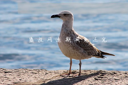 盛投网逾期减免还完 盛投网逾期减免还完