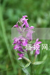 盛投网逾期被告么 盛投网逾期被告么