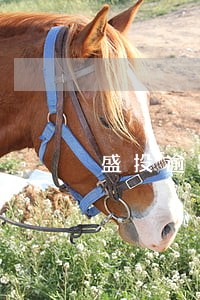 盛投逾期一天会怎样