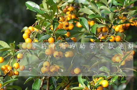 目前中国的助学贷款逾期多少