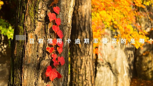 目前信用卡逾期率最高的是哪个 目前信用卡逾期率最高的是哪个