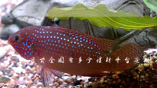 目前全国有多少理财平台逾期
