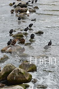 目前拍拍贷有多少逾期客户 目前拍拍贷有多少逾期客户