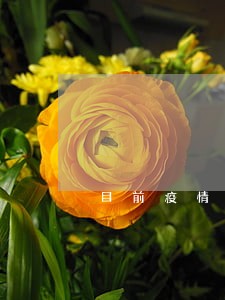 目前疫情期间信用卡逾期 目前疫情期间信用卡逾期