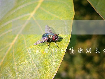 目前疫情网贷逾期怎么办