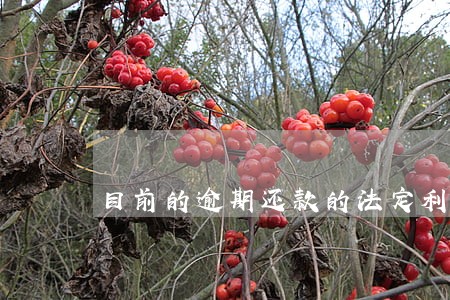 目前的逾期还款的法定利率 目前的逾期还款的法定利率