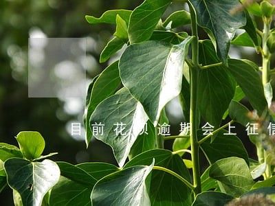 目前花呗逾期会上征信吗