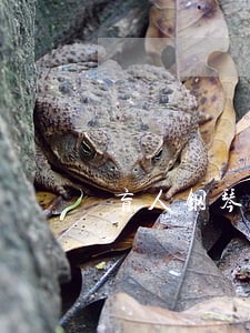 盲人钢琴调律师直播 盲人钢琴调律师直播