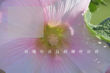 直播中涉及到哪些法律 直播中涉及到哪些法律