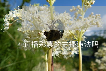 直播彩票的主播违法吗 直播彩票的主播违法吗