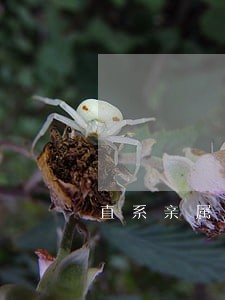 直系亲属代理诉讼需要什么资料 直系亲属代理诉讼需要什么资料