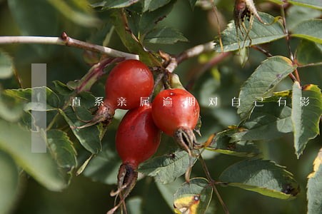 直系亲属逾期对自己有影响吗 直系亲属逾期对自己有影响吗