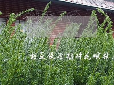 相互保逾期对花呗额度有影响么 相互保逾期对花呗额度有影响么