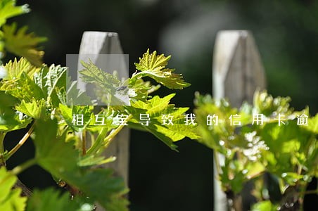 相互宝导致我的信用卡逾期多次