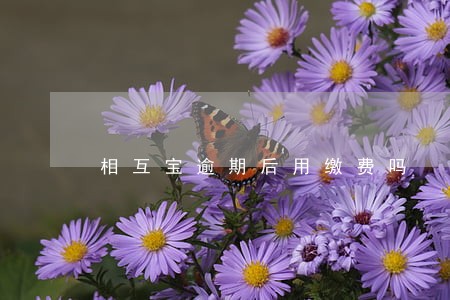 相互宝逾期后用缴费吗 相互宝逾期后用缴费吗