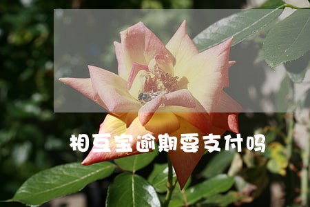 相互宝逾期要支付吗 相互宝逾期要支付吗