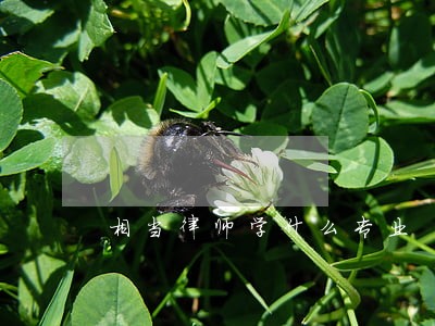 相当律师学什么专业 相当律师学什么专业