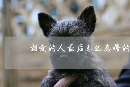 相爱的人最后怎么离婚的 相爱的人最后怎么离婚的