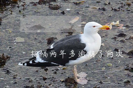 相隔两年多逾期了两次