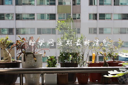 盼贷网逾期最新消息