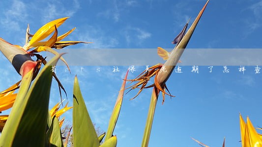 省ets社保养老逾期了怎样查看 省ets社保养老逾期了怎样查看