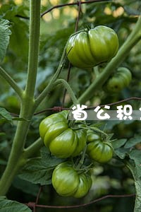 省公积金还款逾期怎么办 省公积金还款逾期怎么办