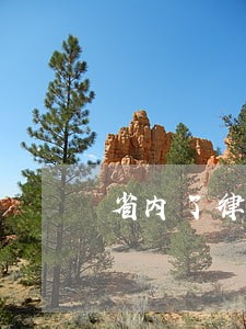 省内了律师资格证转移手续 省内了律师资格证转移手续