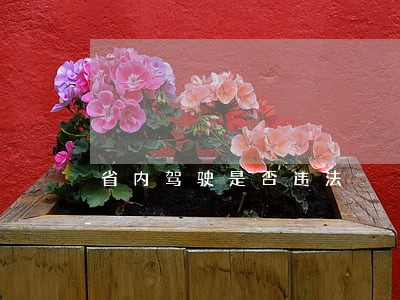 省内驾驶是否违法