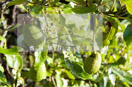 省司法厅十里丰监狱