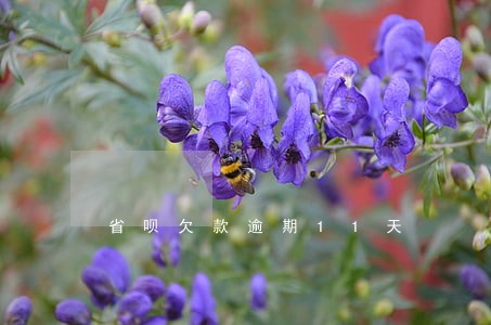 省呗欠款逾期11天 省呗欠款逾期11天