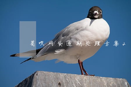 省呗网贷逾期处理方案2020 省呗网贷逾期处理方案2020