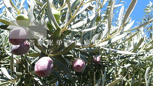省呗账单严重逾期 省呗账单严重逾期